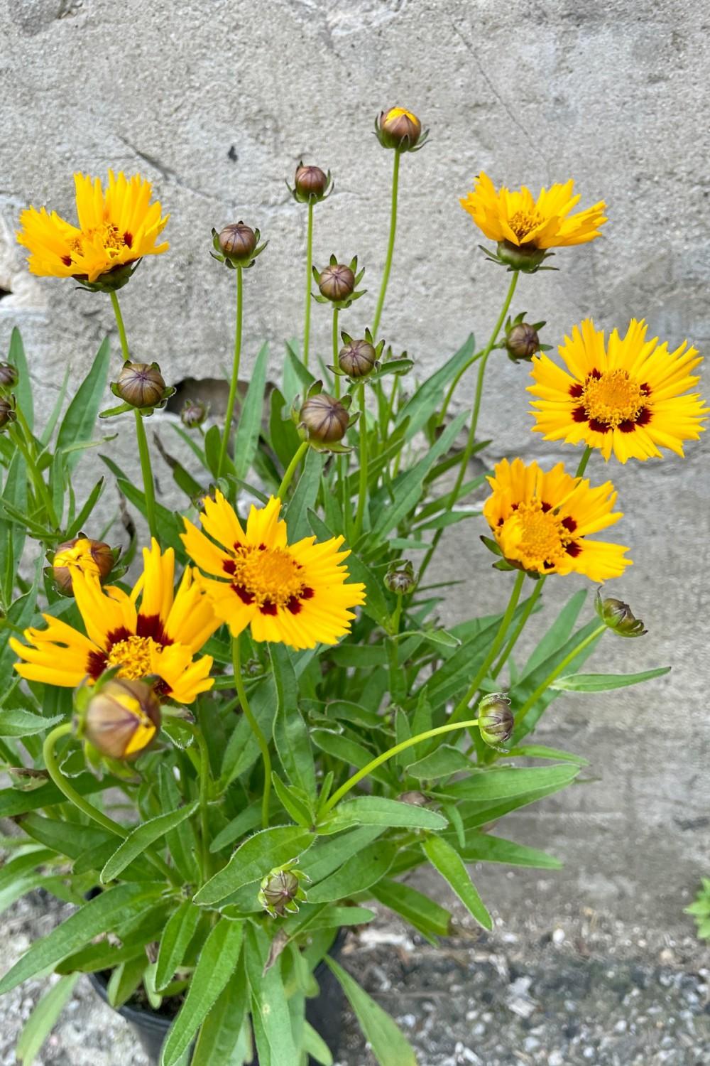 Outdoor Garden |   Coreopsis G. ‘sunfire’ #1 Garden Outdoor Garden