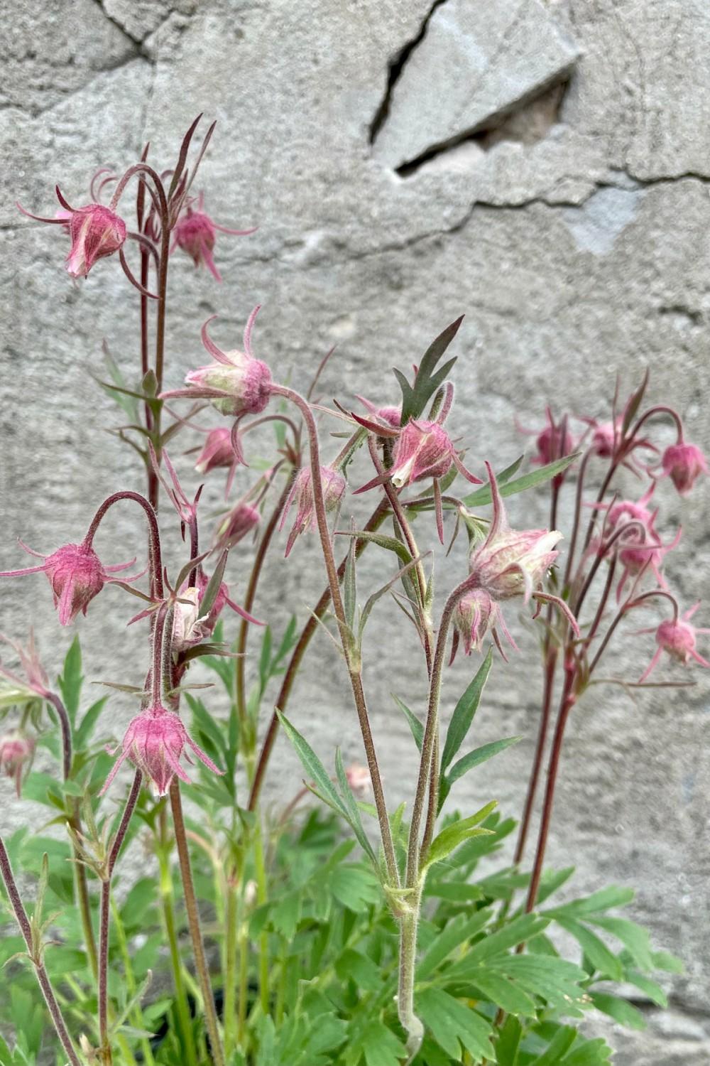 Outdoor Garden |   Geum Triflorum #1 Garden Outdoor Garden