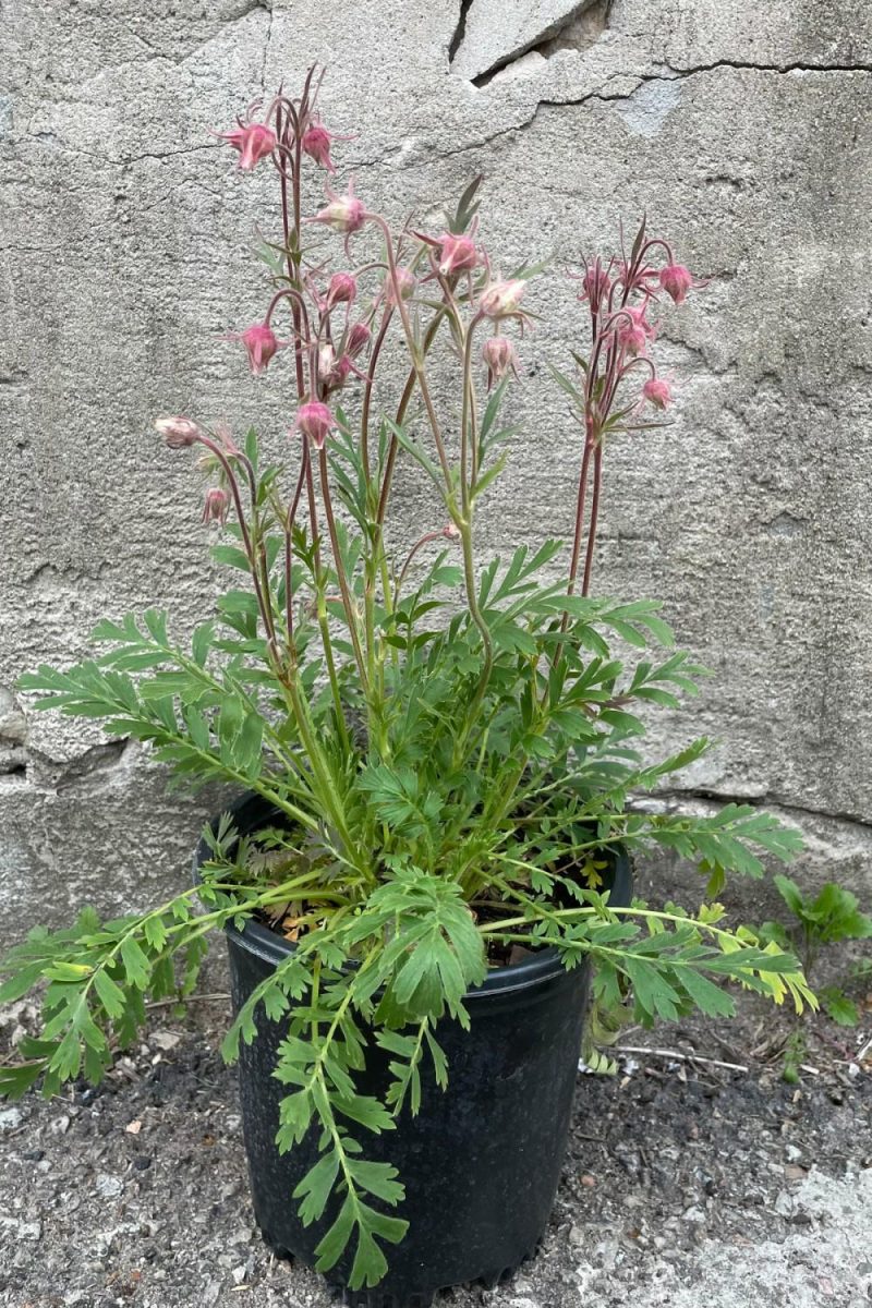 Outdoor Garden |   Geum Triflorum #1 Garden Outdoor Garden