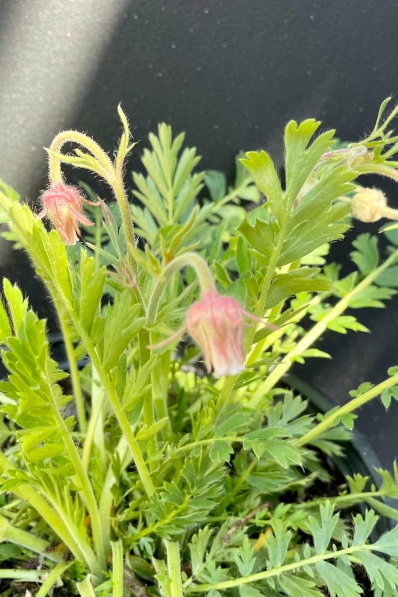 Outdoor Garden |   Geum Triflorum #1 Garden Outdoor Garden