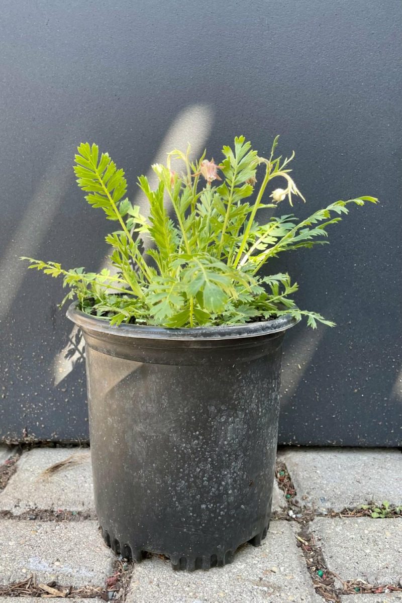 Outdoor Garden |   Geum Triflorum #1 Garden Outdoor Garden