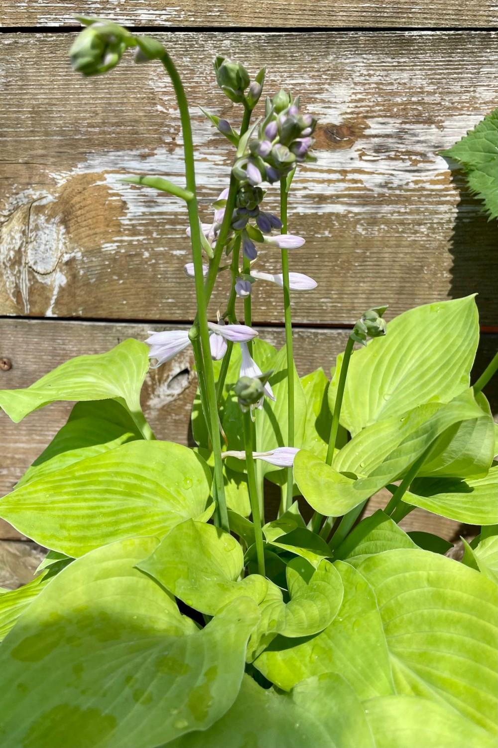 Outdoor Garden |   Hosta ‘August Moon’ #1 Garden Outdoor Garden