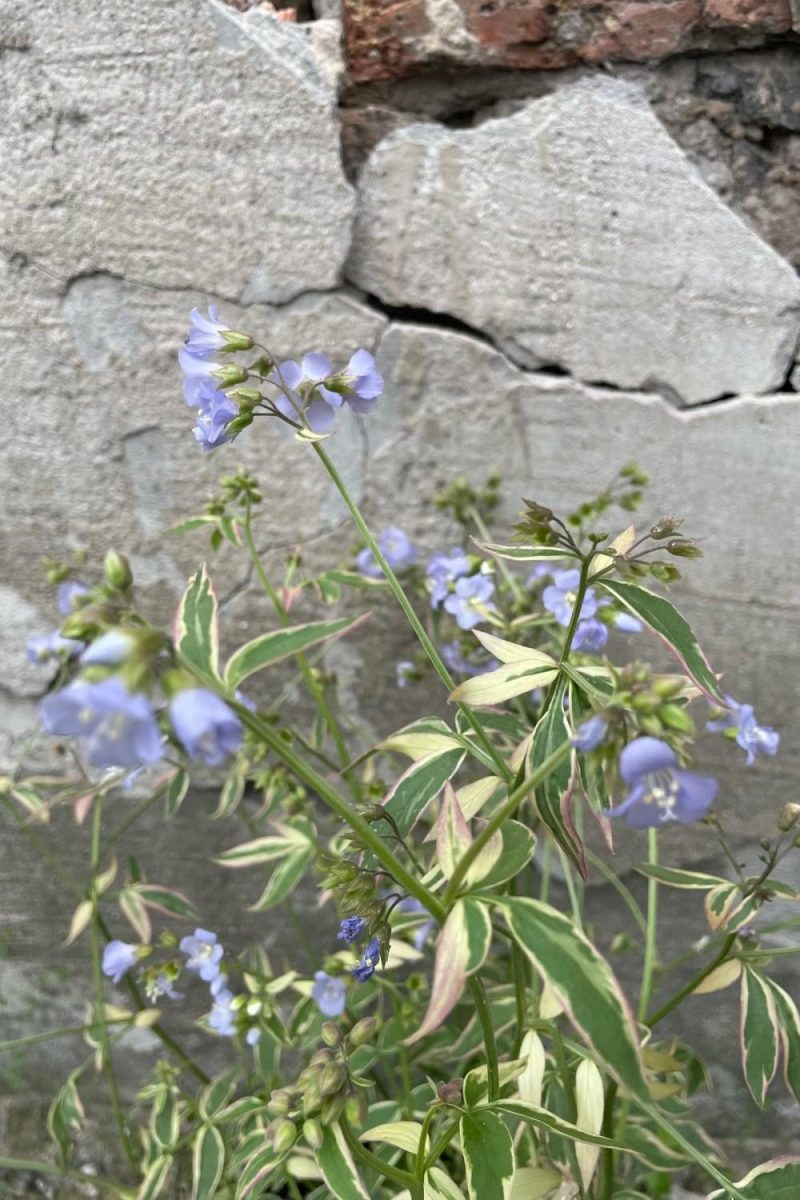 Outdoor Garden |   Polemonium ‘stairway To Heaven’ #1 Garden Outdoor Garden