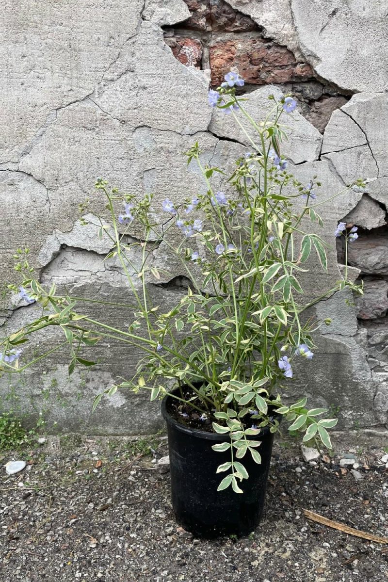 Outdoor Garden |   Polemonium ‘stairway To Heaven’ #1 Garden Outdoor Garden