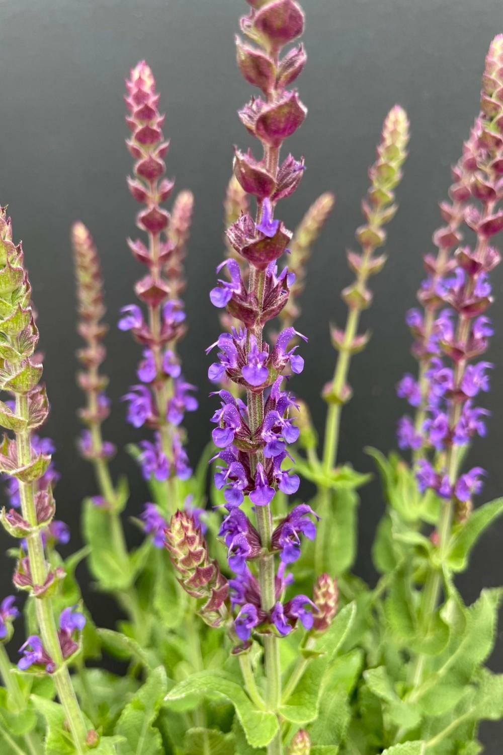 Outdoor Garden |   Salvia ‘East Friesland’ #1 Garden Outdoor Garden