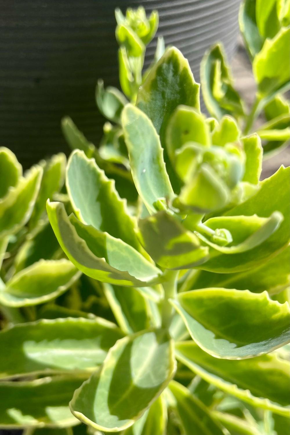 Outdoor Garden |   Sedum S. ‘Elsie’s Gold’ #1 Garden Outdoor Garden