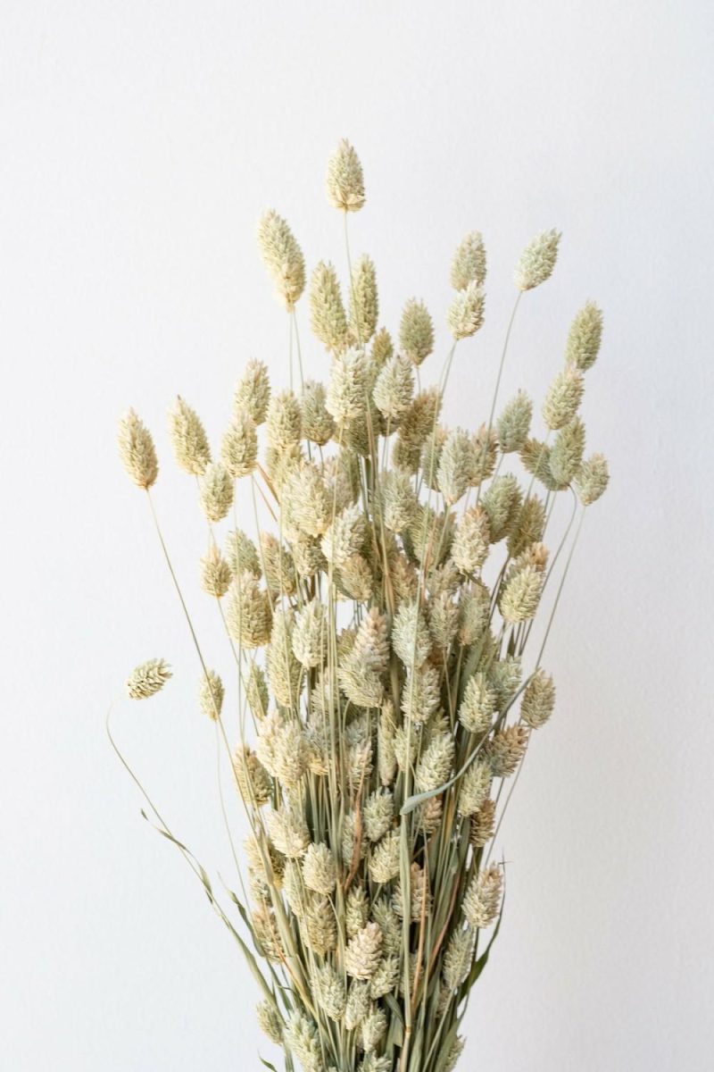 Preserved Floral |   Phalaris Natural  Preserved Bunch Floral Preserved Floral