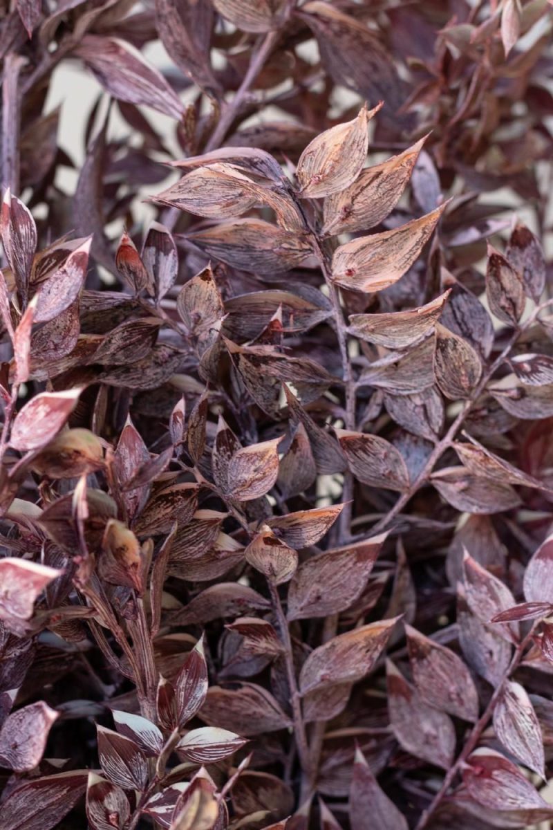 Preserved Floral |   Ruscus Washed Dark Pink Matte Preserved Bunch Floral Preserved Floral