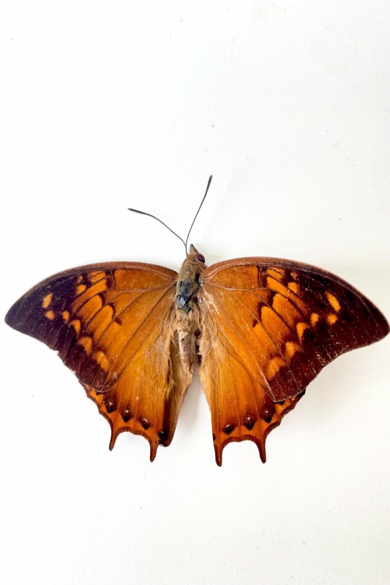 Home Accessories |   Charaxes Emycus Georgius Home Home Accessories