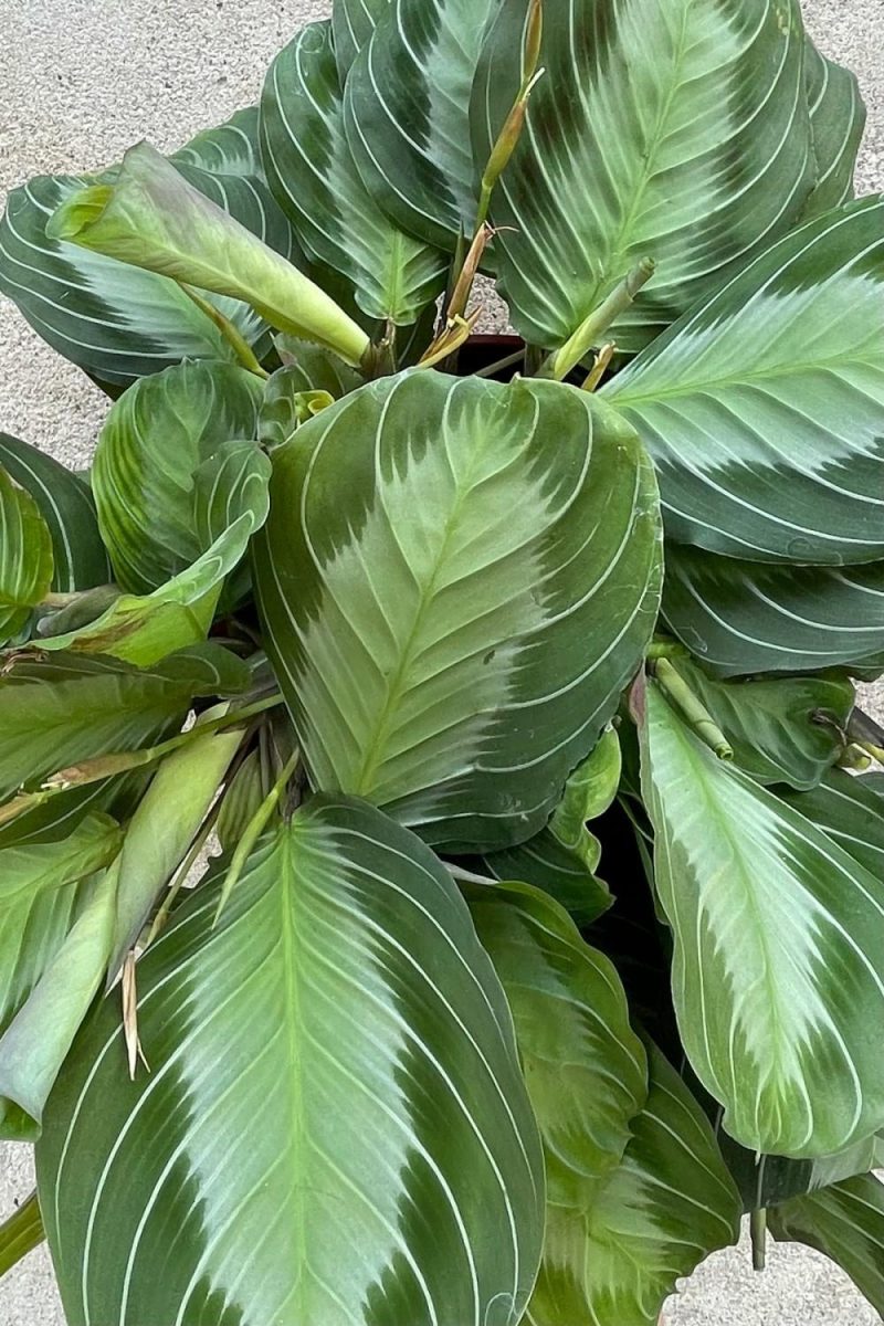 Indoor Plants |   Maranta Leuconeura ‘silver Band’ 6″ Garden Indoor Plants