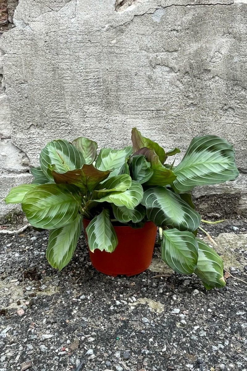 Indoor Plants |   Maranta Leuconeura ‘silver Band’ 6″ Garden Indoor Plants