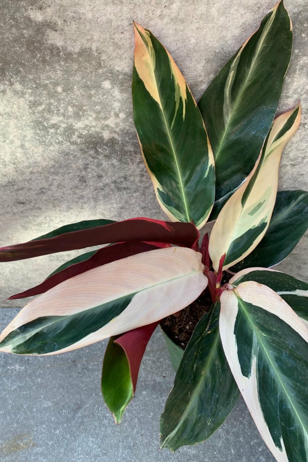 Indoor Plants |   Stromanthe Sanguinea ‘Triostar’ 6″ Garden Indoor Plants