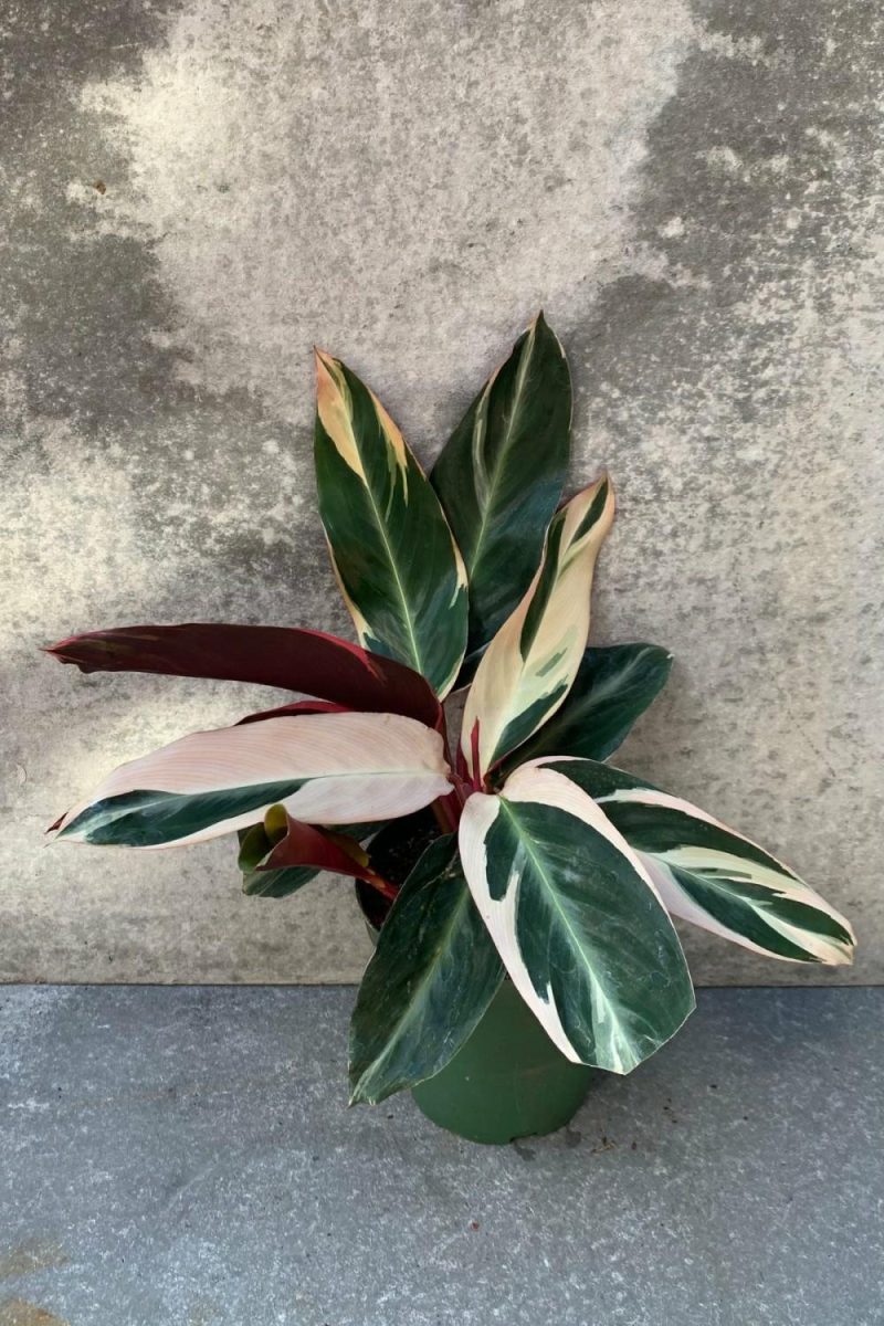 Indoor Plants |   Stromanthe Sanguinea ‘Triostar’ 6″ Garden Indoor Plants