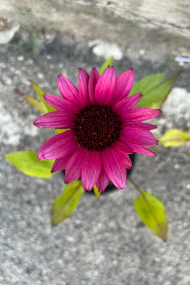 Outdoor Garden |   Echinacea ‘Fatal Attraction’ #1 Garden Outdoor Garden