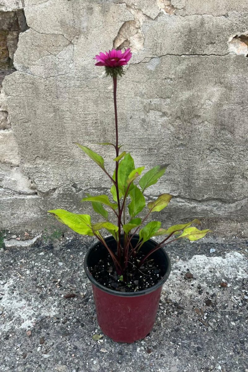 Outdoor Garden |   Echinacea ‘Fatal Attraction’ #1 Garden Outdoor Garden