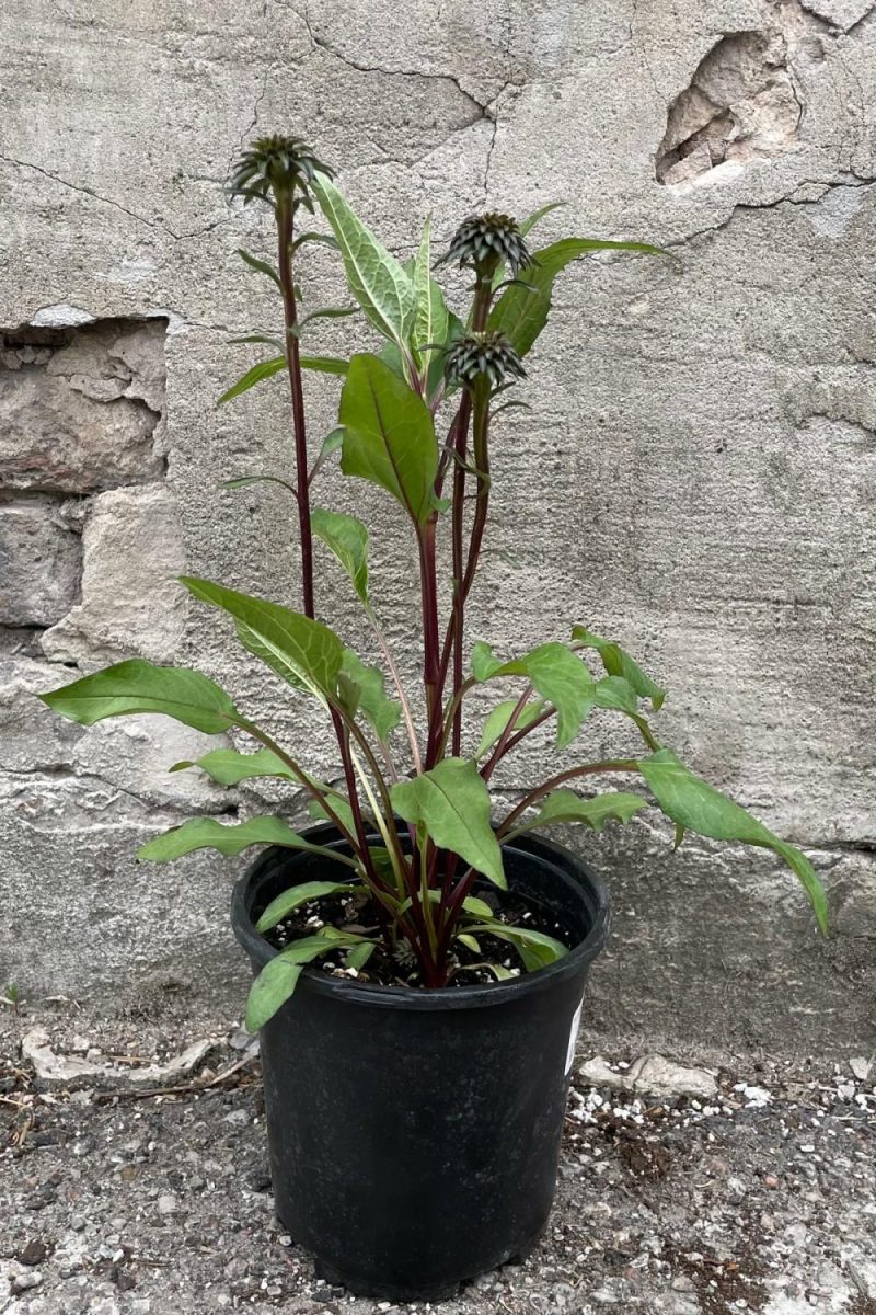 Outdoor Garden |   Echinacea ‘Fatal Attraction’ #1 Garden Outdoor Garden