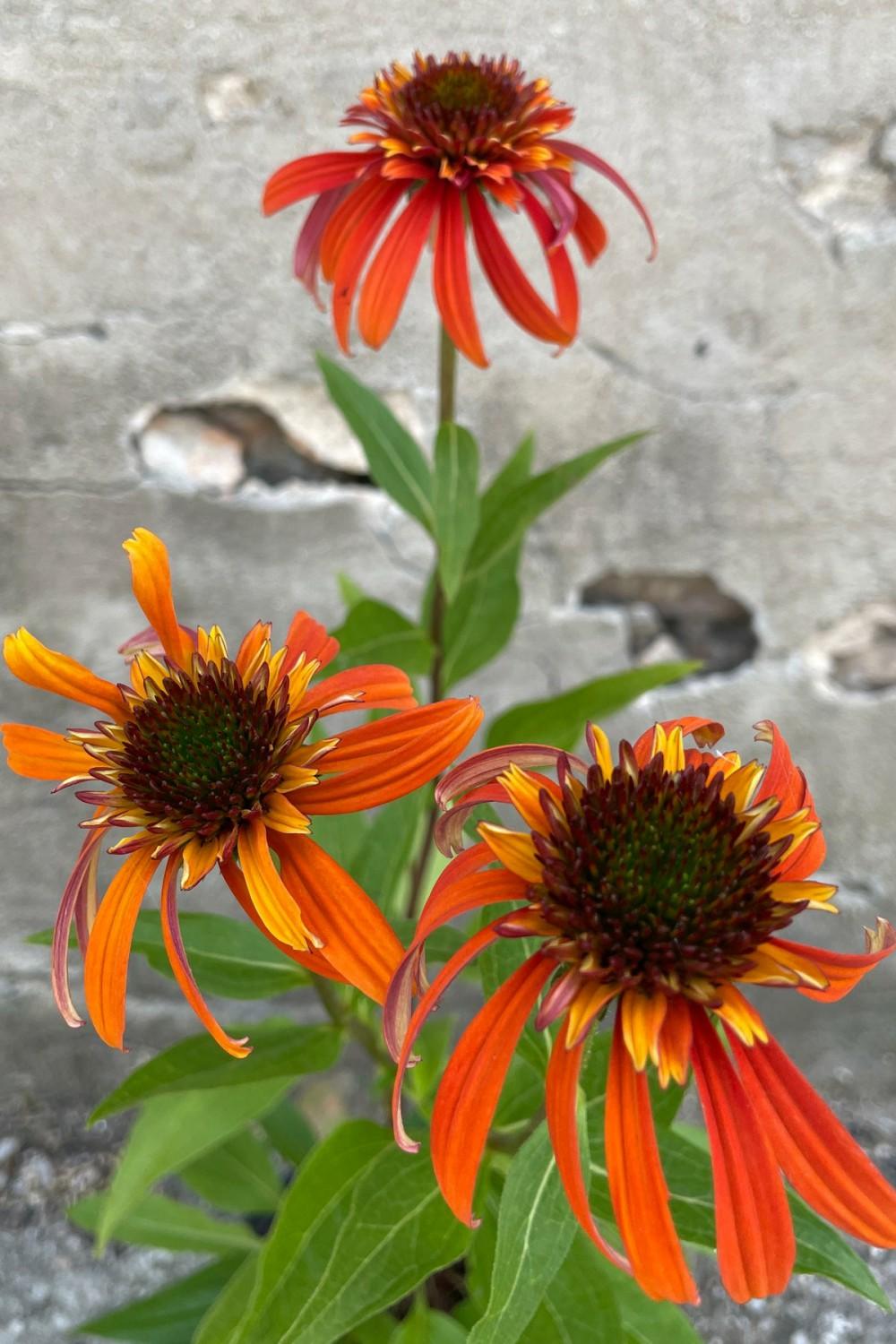 Outdoor Garden |   Echinacea ‘Hot Papaya’ #1 Garden Outdoor Garden