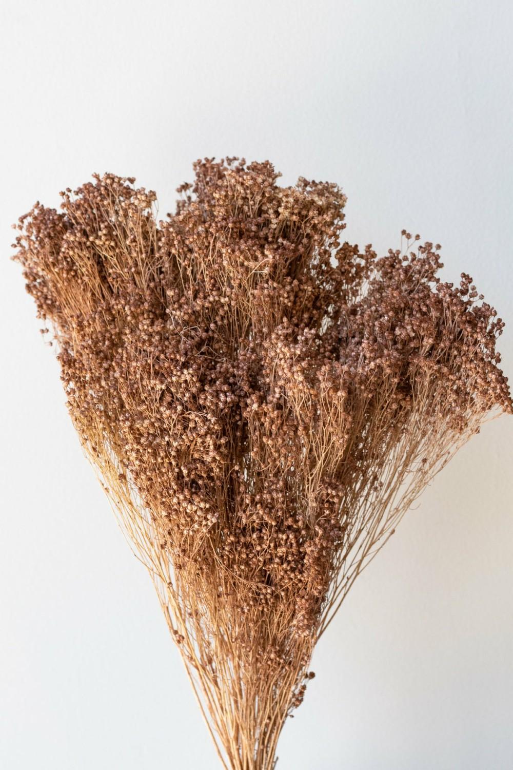 Preserved Floral |   Brooms Sepia Pastel Preserved Bunch Floral Preserved Floral