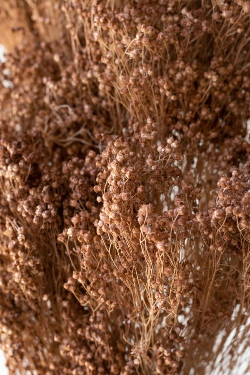 Preserved Floral |   Brooms Sepia Pastel Preserved Bunch Floral Preserved Floral