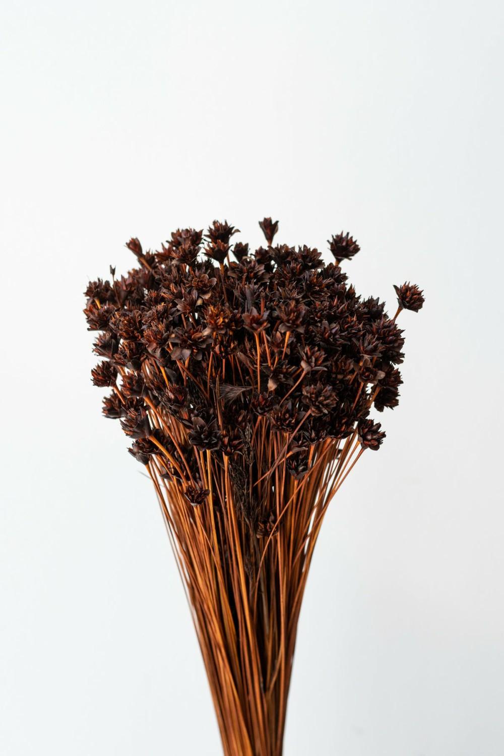 Preserved Floral |   Hill Flower Chocolate Color Preserved Bunch Floral Preserved Floral