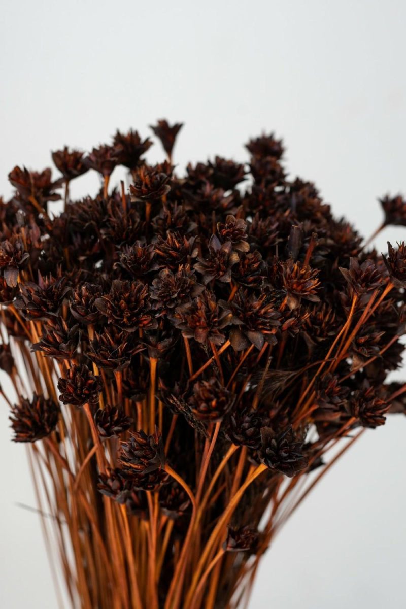 Preserved Floral |   Hill Flower Chocolate Color Preserved Bunch Floral Preserved Floral