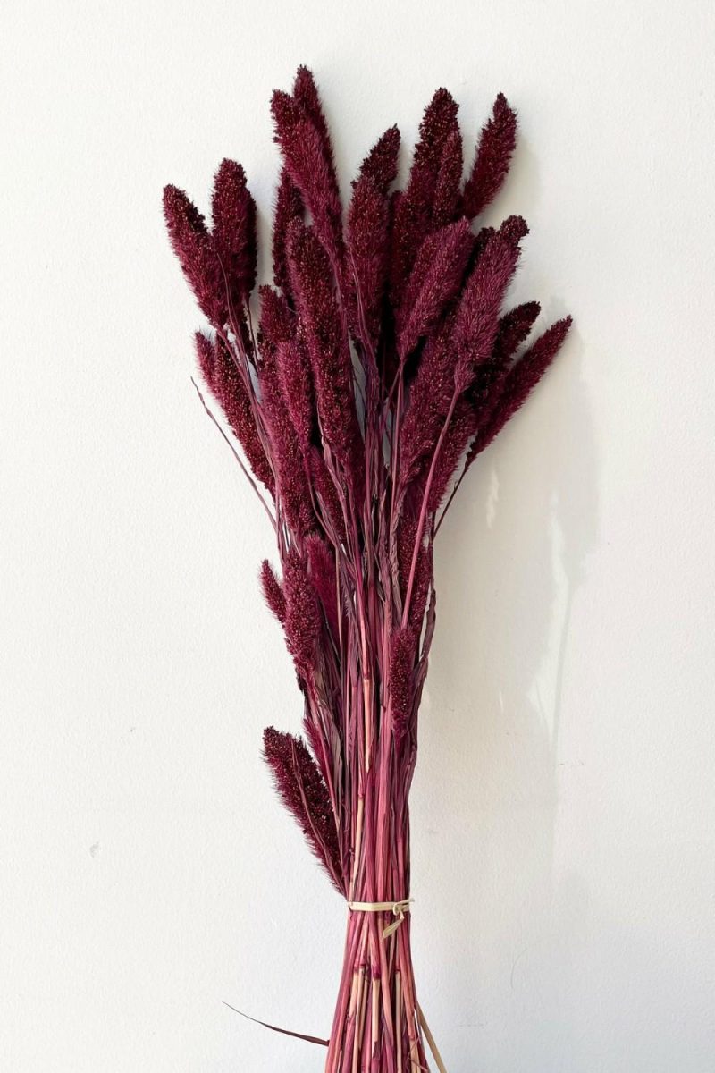 Preserved Floral |   Setaria Garnet Color Preserved Bunch Floral Preserved Floral