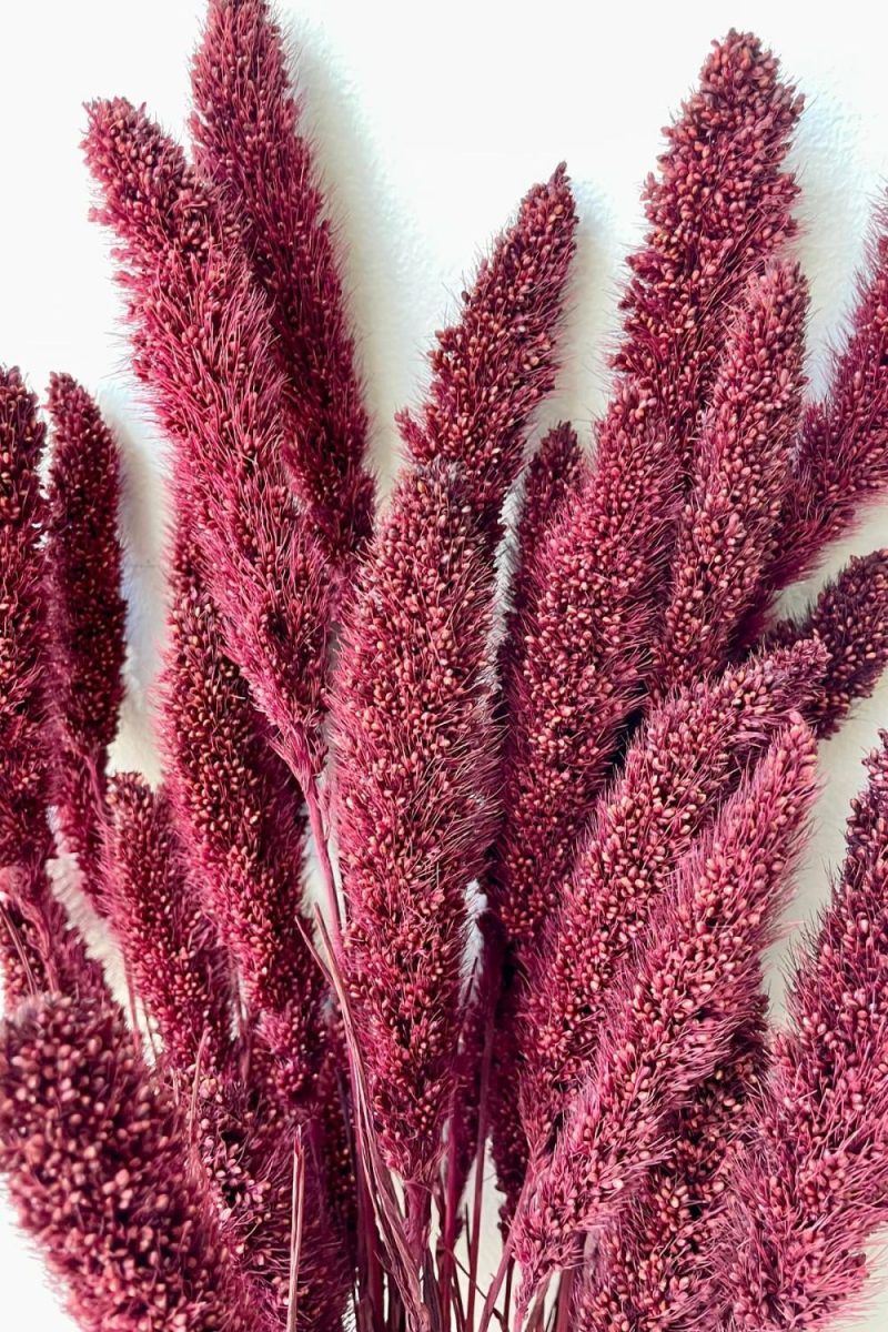 Preserved Floral |   Setaria Garnet Color Preserved Bunch Floral Preserved Floral