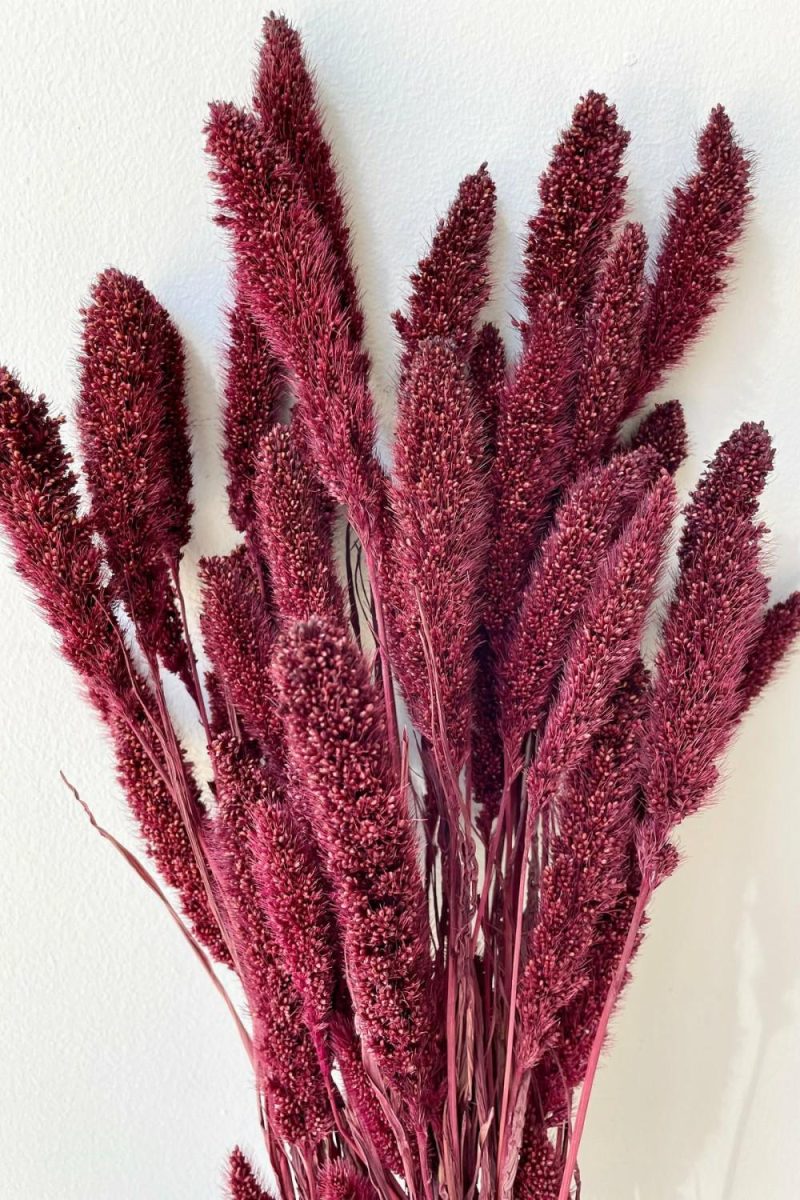 Preserved Floral |   Setaria Garnet Color Preserved Bunch Floral Preserved Floral