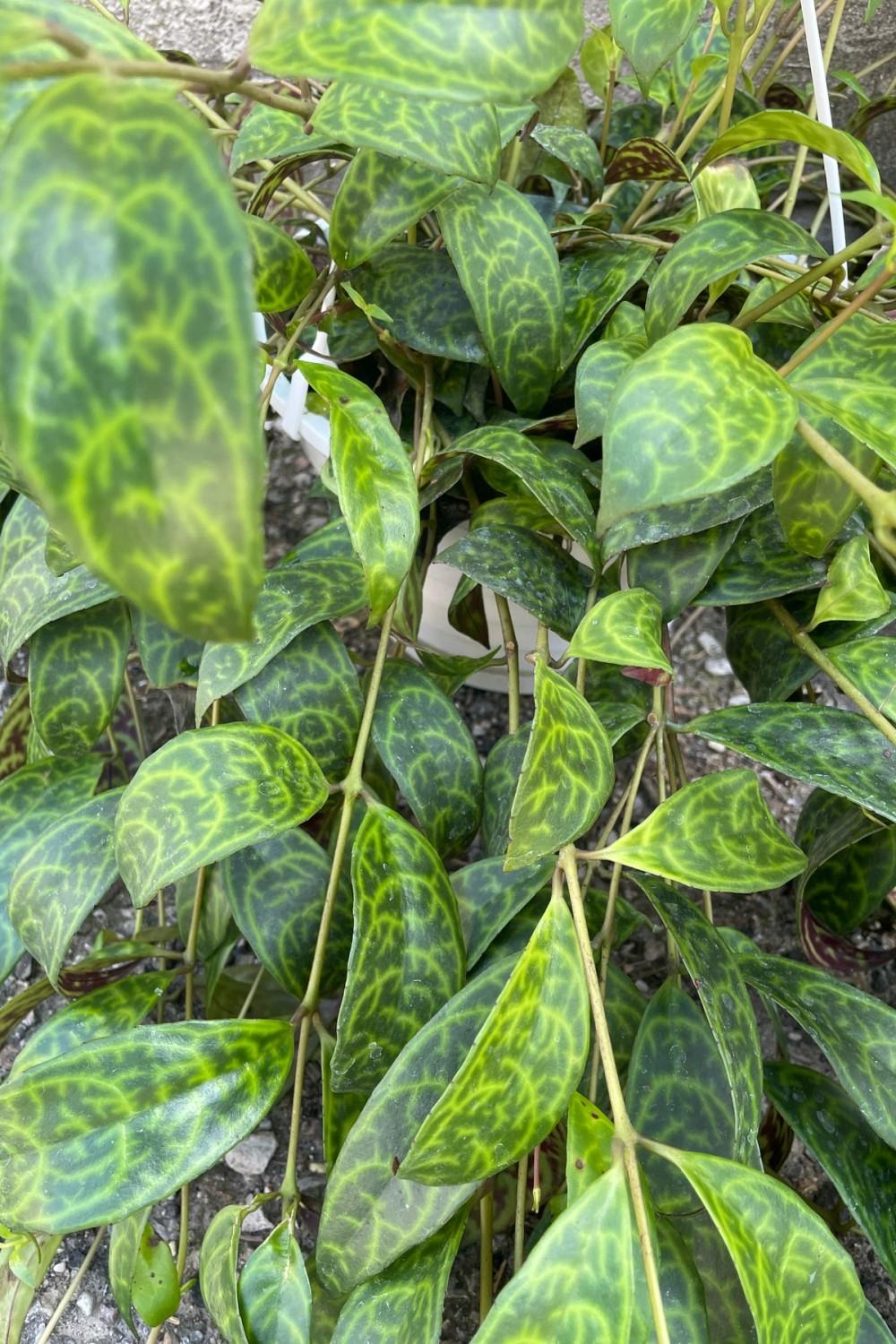 Indoor Plants |   Aeschynanthus Marmoratus (Syn. Longicaulis) 8″ Garden Indoor Plants