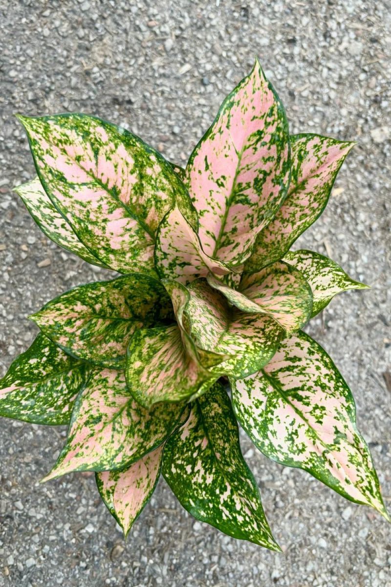 Indoor Plants |   Aglaonema ‘Etta Rose’ 6″ Garden Indoor Plants