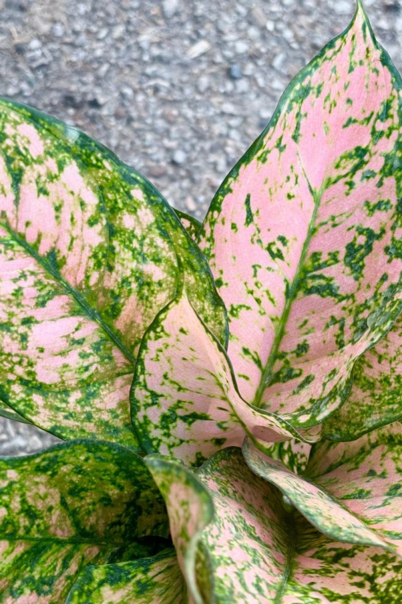 Indoor Plants |   Aglaonema ‘Etta Rose’ 6″ Garden Indoor Plants