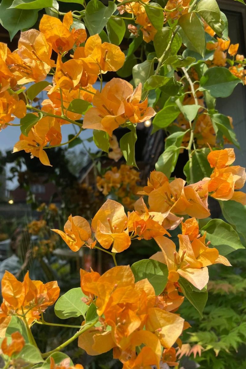 Indoor Plants |   Bougainvillea 10″ Garden Indoor Plants