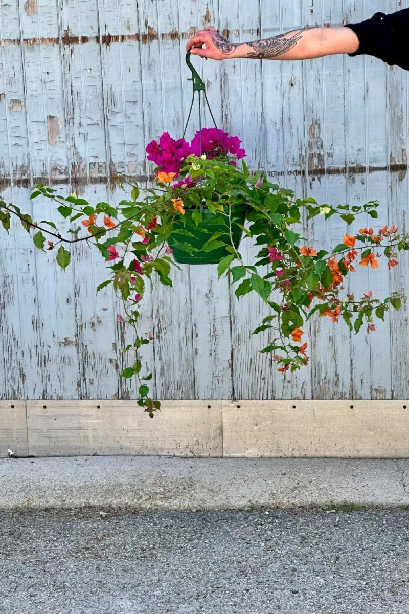 Indoor Plants |   Bougainvillea 10″ Garden Indoor Plants