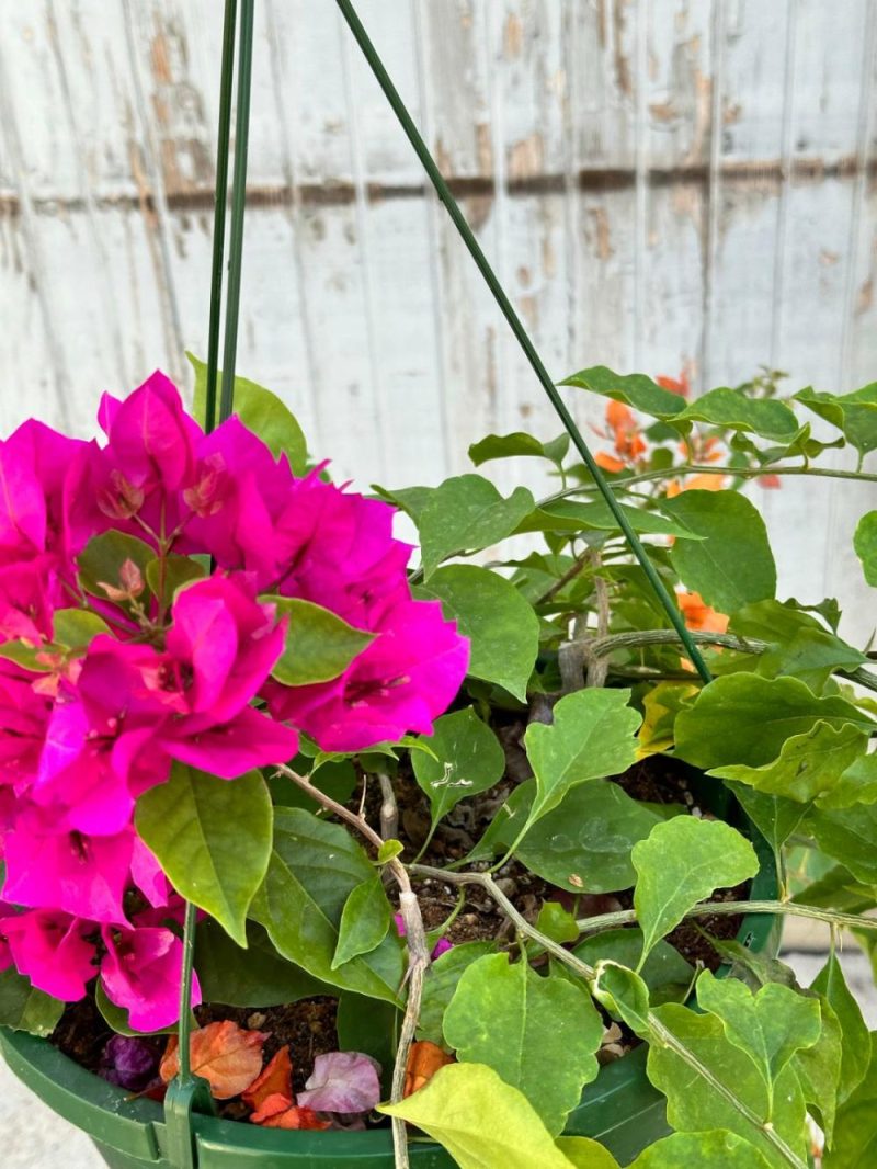 Indoor Plants |   Bougainvillea 10″ Garden Indoor Plants