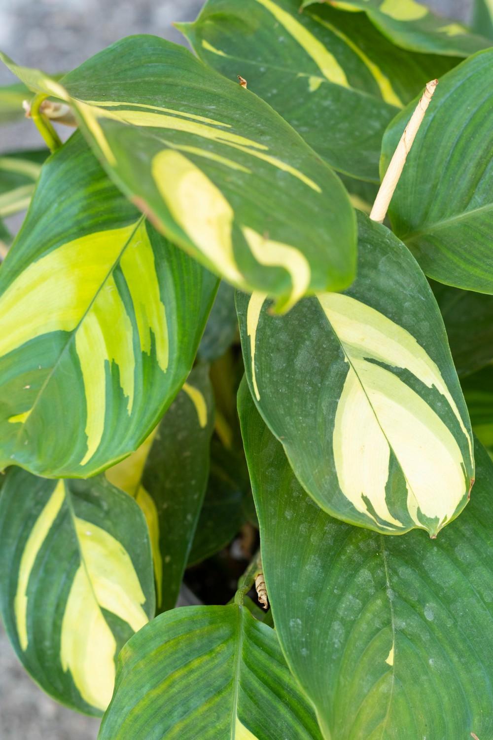 Indoor Plants |   Ctenanthe Lubbersiana 10″ Garden Indoor Plants