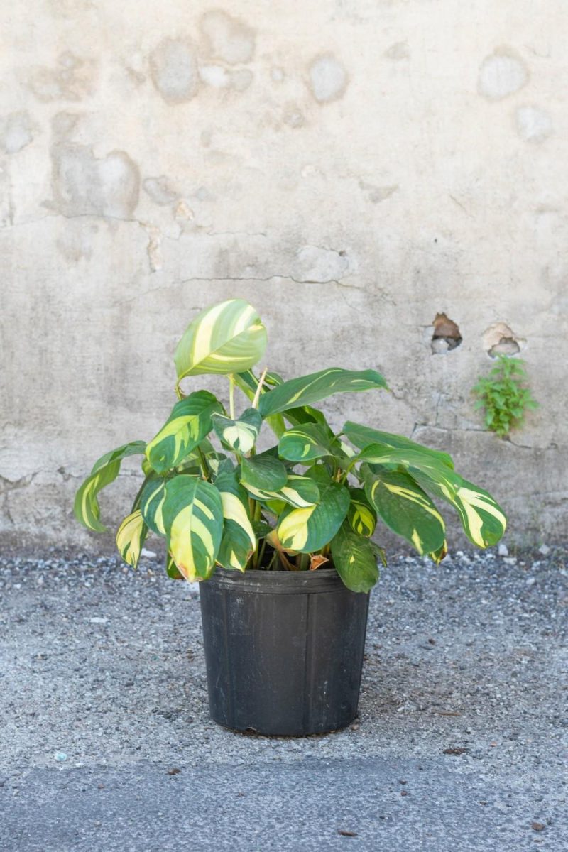 Indoor Plants |   Ctenanthe Lubbersiana 10″ Garden Indoor Plants