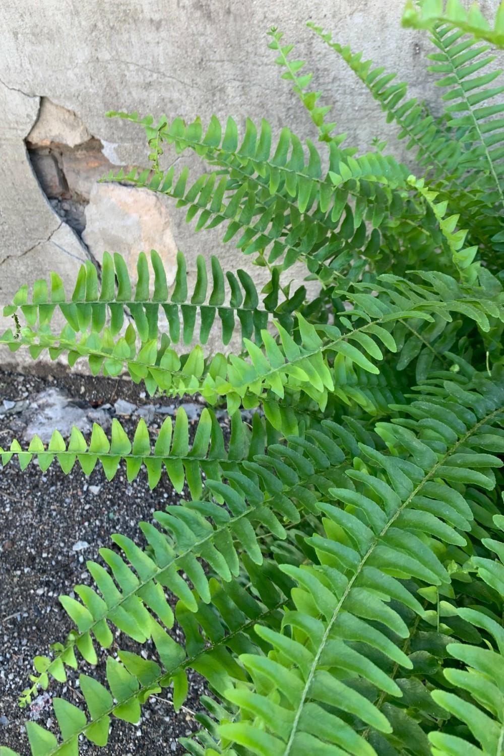 Indoor Plants |   Nephrolepis Exaltata ‘Massii’ “Boston Fern” 10″ Garden Indoor Plants