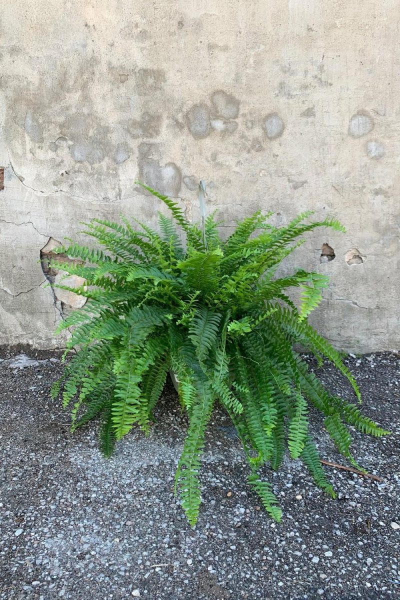 Indoor Plants |   Nephrolepis Exaltata ‘Massii’ “Boston Fern” 10″ Garden Indoor Plants