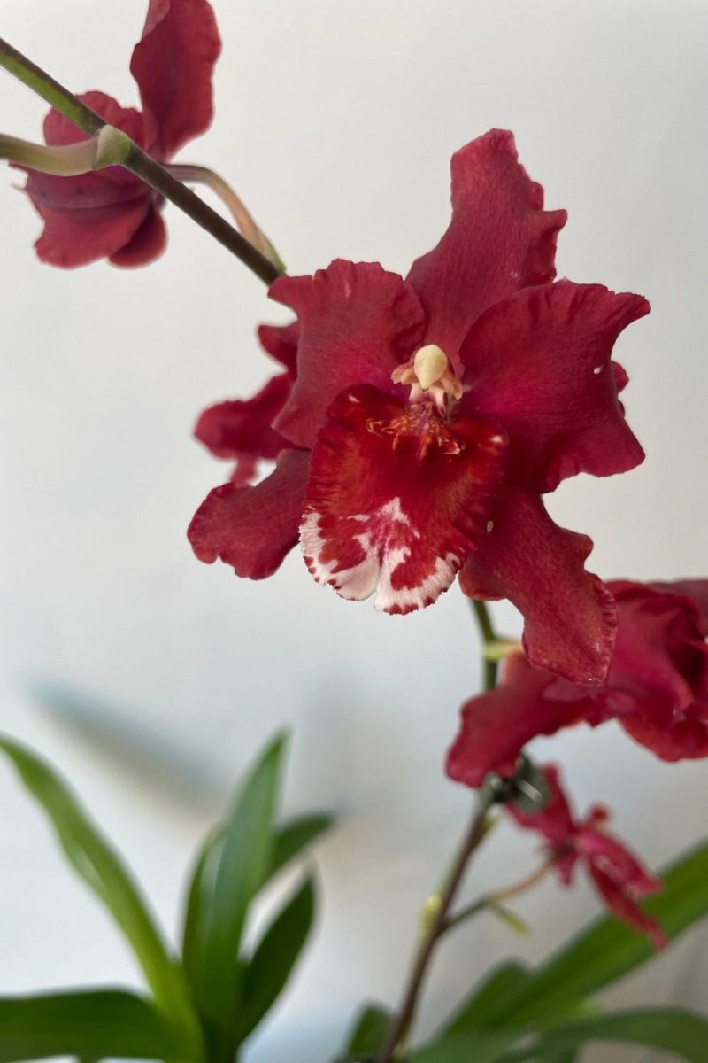 Indoor Plants |   Oncidium 4″ Garden Indoor Plants