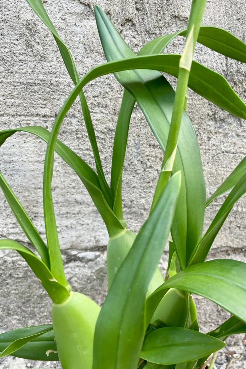 Indoor Plants |   Oncidium 4″ Garden Indoor Plants