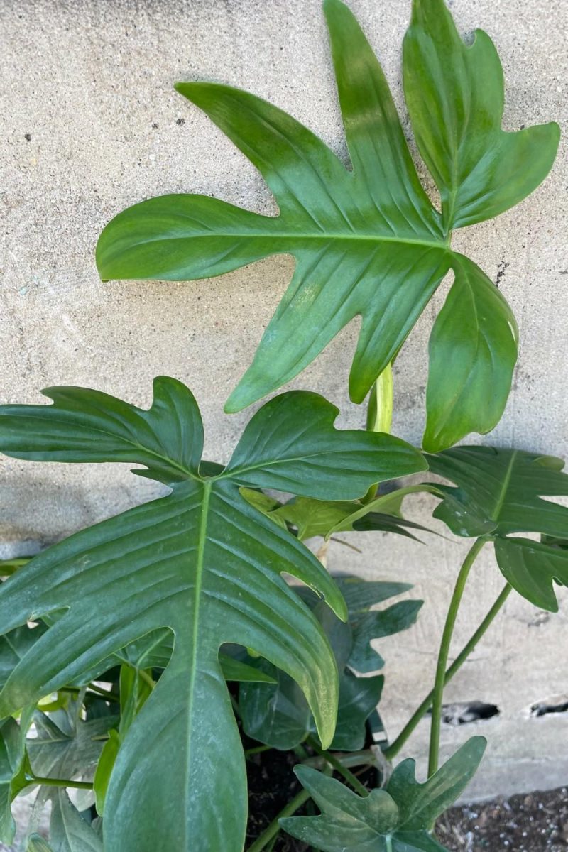 Indoor Plants |   Philodendron ‘Florida Green’ 10″ Garden Indoor Plants