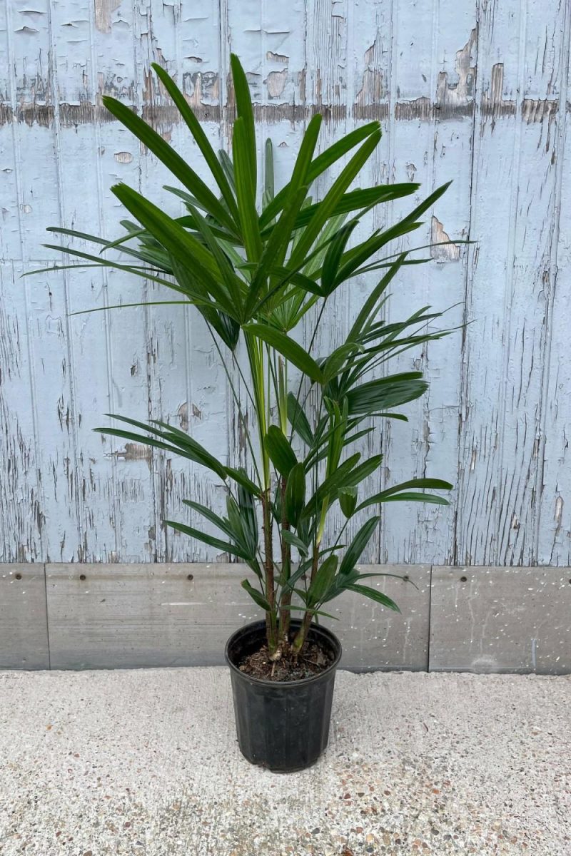 Indoor Plants |   Rhapis Excelsa 6″ Garden Indoor Plants