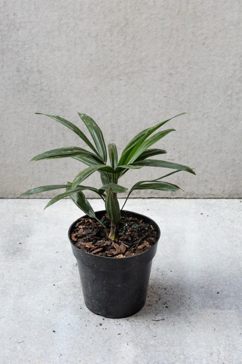 Indoor Plants |   Rhapis Excelsa 6″ Garden Indoor Plants