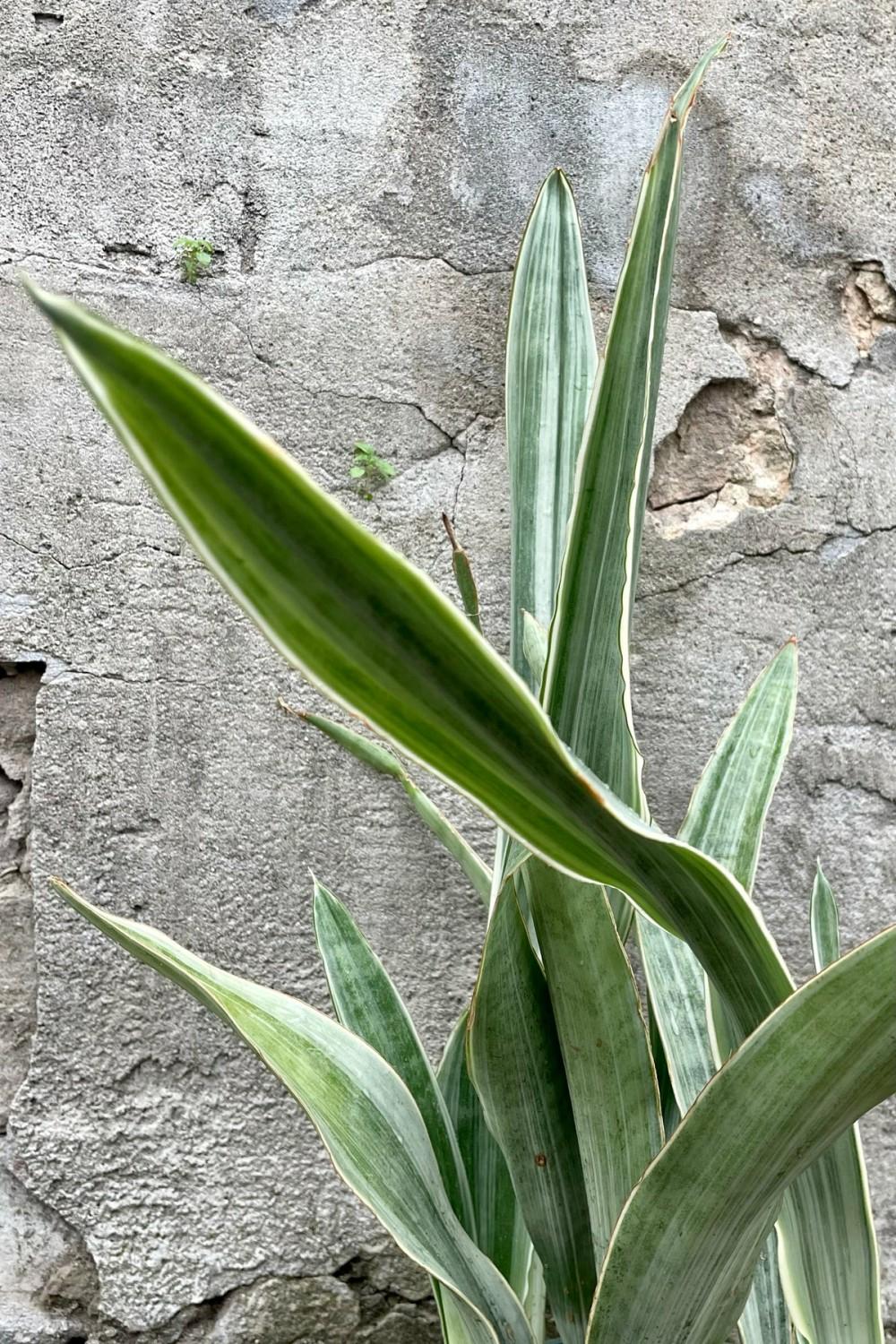 Indoor Plants |   Sansevieria ‘sayuri’ 6″ Garden Indoor Plants