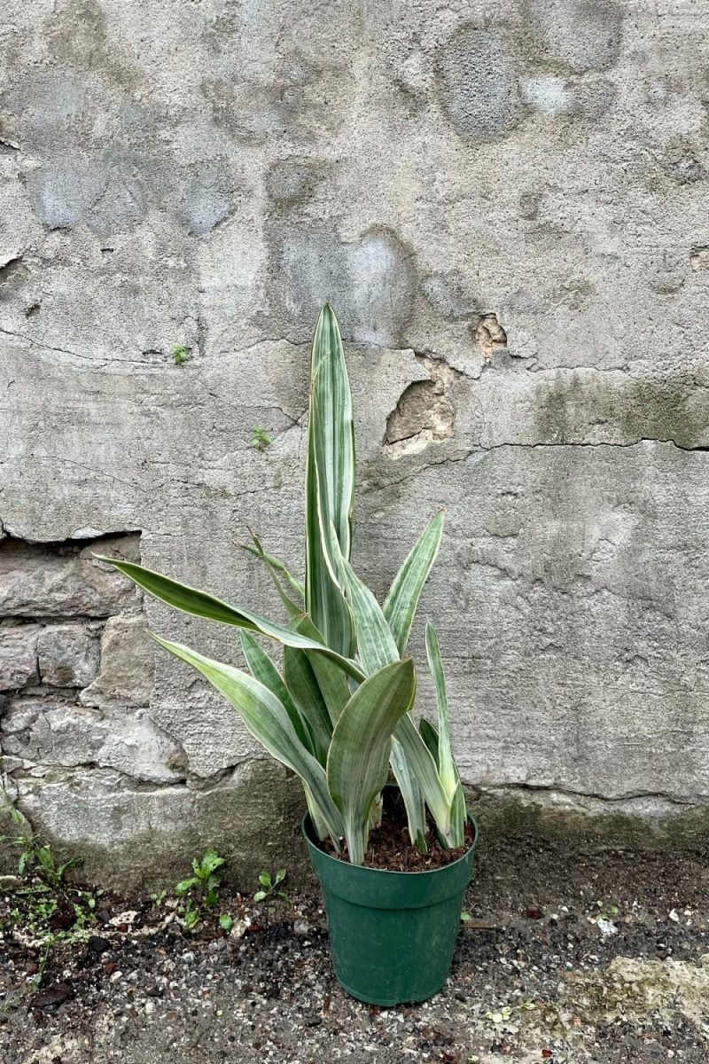 Indoor Plants |   Sansevieria ‘sayuri’ 6″ Garden Indoor Plants