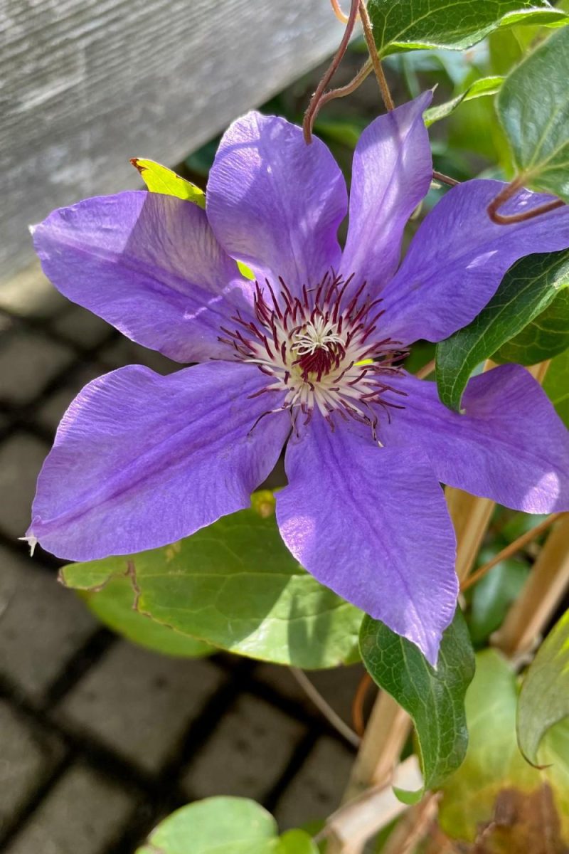 Outdoor Garden |   Clematis ‘Ramona’ #1 Garden Outdoor Garden