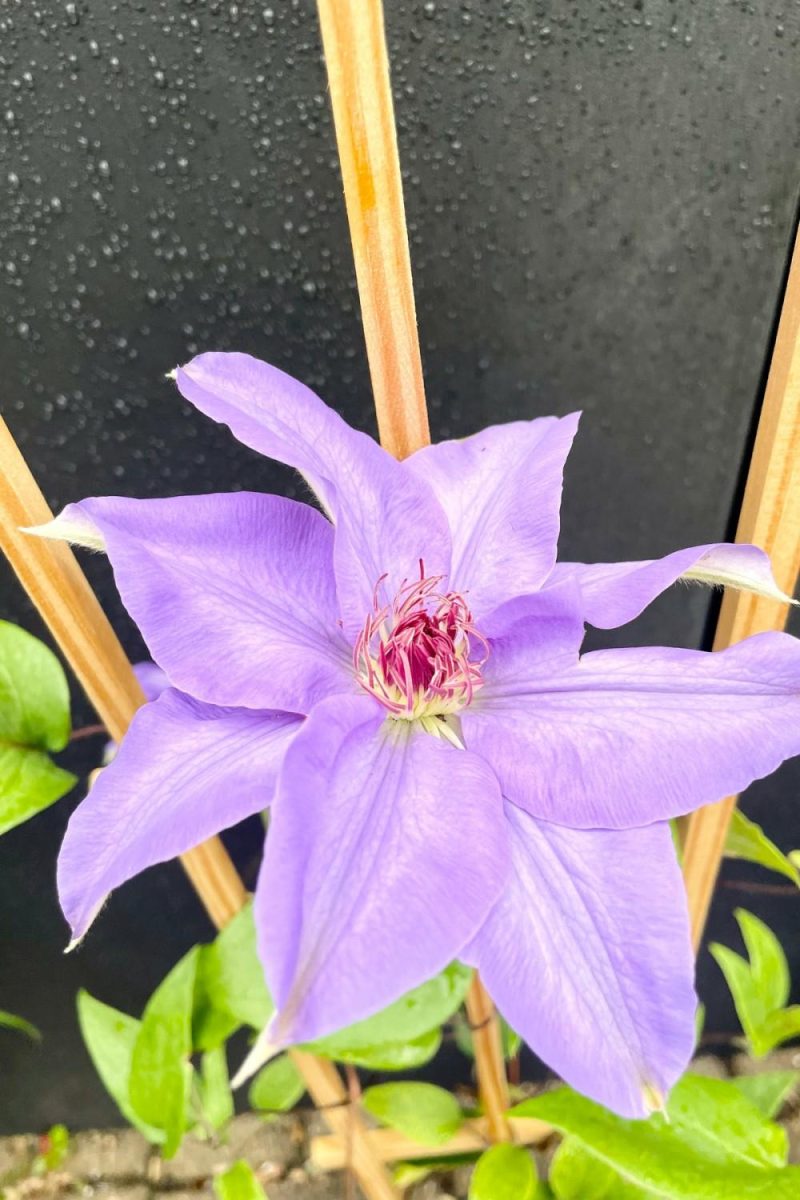 Outdoor Garden |   Clematis ‘Ramona’ #1 Garden Outdoor Garden