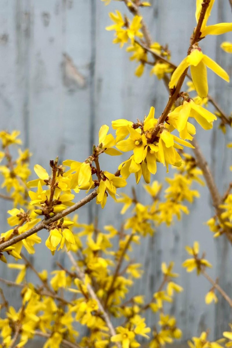 Outdoor Garden |   Forsythia ‘Northern Gold’ #3 Garden Outdoor Garden