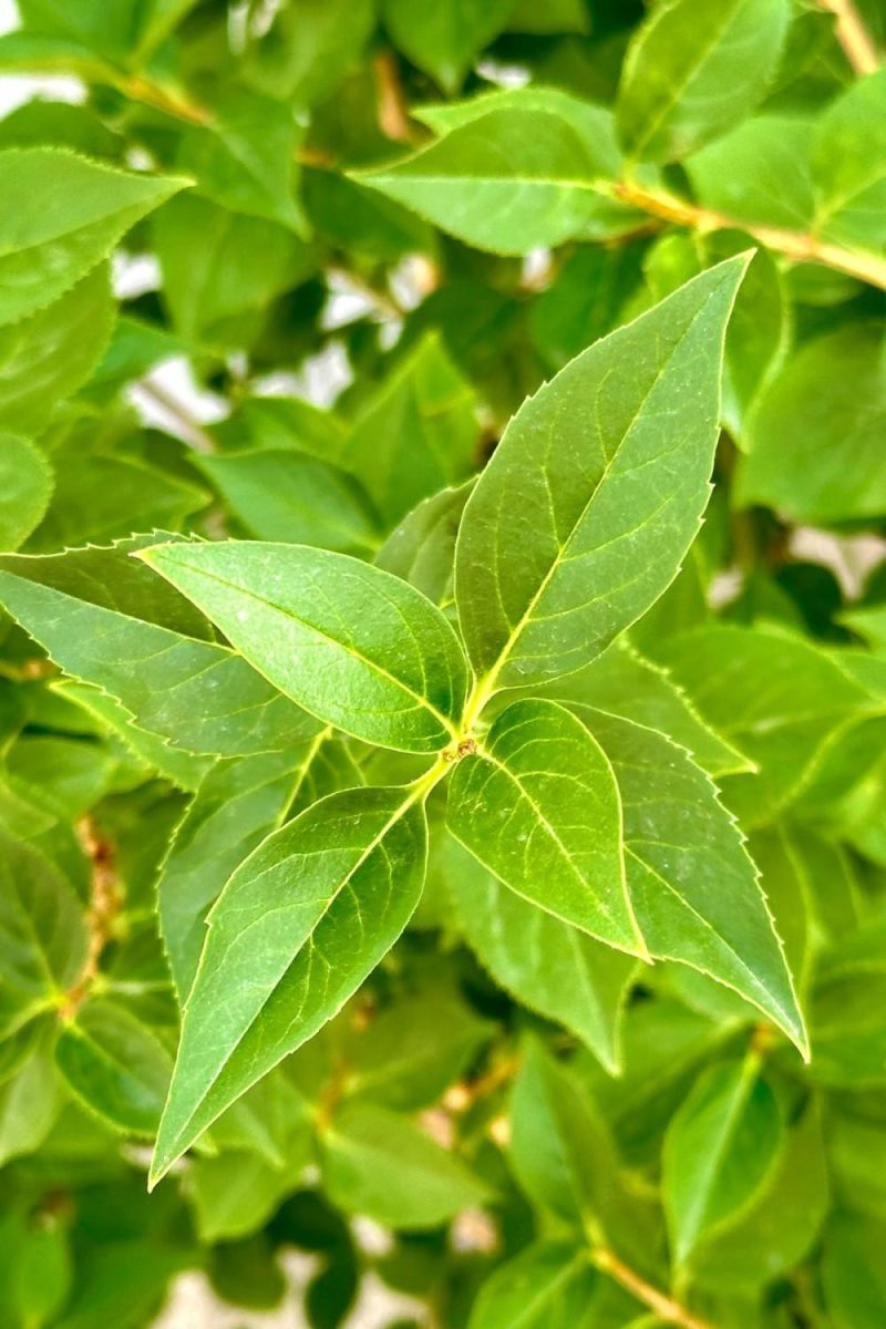 Outdoor Garden |   Forsythia ‘Northern Gold’ #3 Garden Outdoor Garden