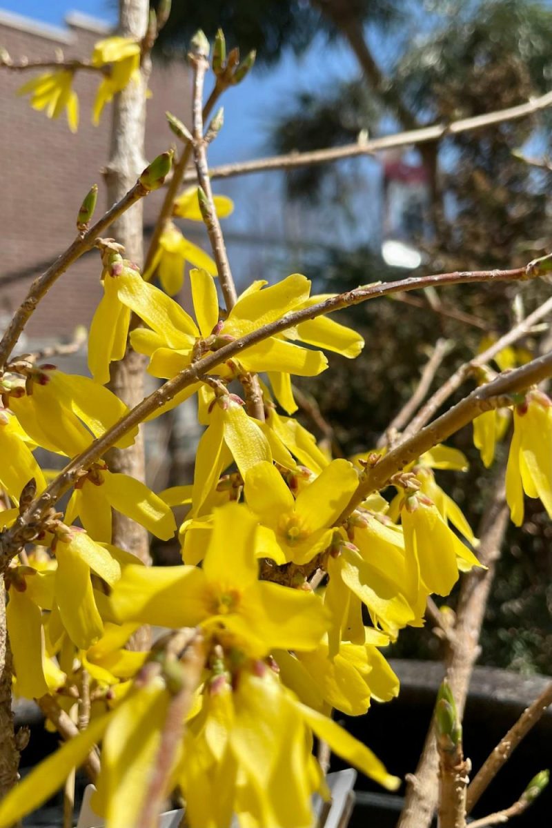 Outdoor Garden |   Forsythia ‘Northern Gold’ #3 Garden Outdoor Garden